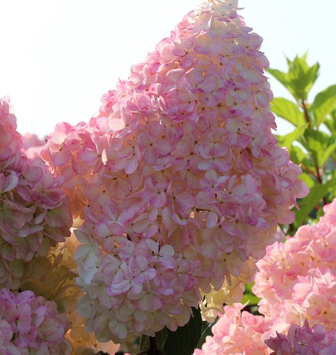 Rispenhortensie sunday fraise - rispenhortensie,
