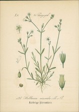 Chromolithographie : Klebrige