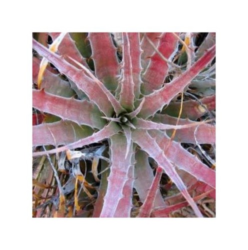 10x hechtia dyckia - hechtia,
