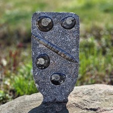 Budawi® XL Orthoceras Platte