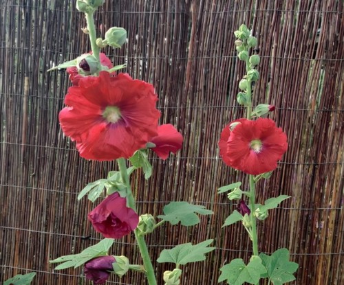 Stockrosen samen rot - stockrosen,