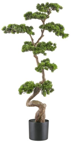 Bonsai kiefer 50x50x125cm - kiefer,