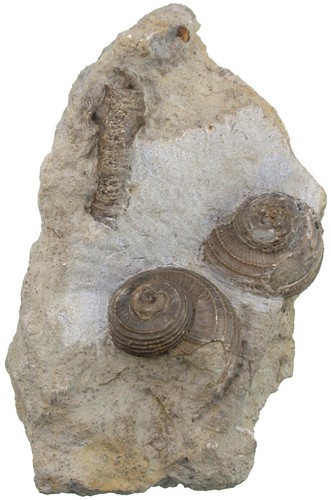 Silur oriostoma roemeri - oriostoma,
