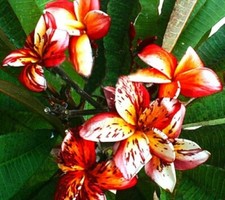 TF 618T Plumeria bicolor