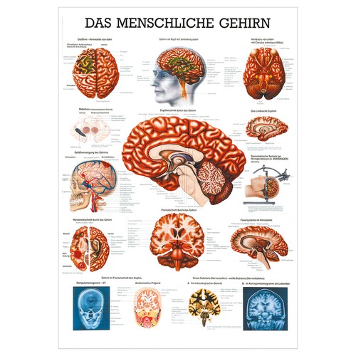 Gehirn mini poster anatomie - mini-poster,