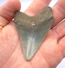 Gute Qualität. Schöner Megalodon Haizahn USA North Carolina Hai Meg Fossil