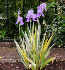 Schwertlilie Iris pallida