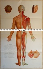 Akupunktur-Poster  Papier /