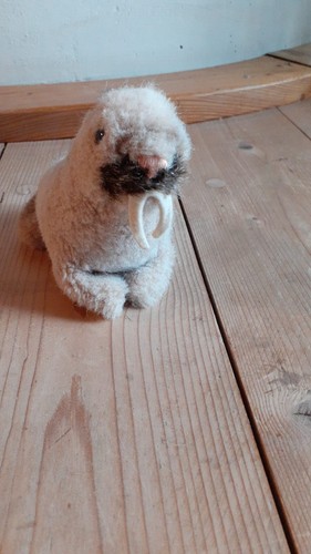 Walross seehund robbe - /,