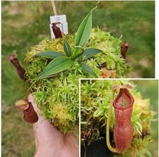Nepenthes Izumiae x edwardsiana