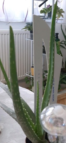 Aloe vera original - vera,,