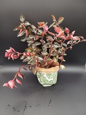 Peperomia Columbiana Metallica