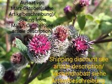 Filz Klette, Arctium tomentosum, wooly burdock, 120 seeds, samen, Wildgemüse
