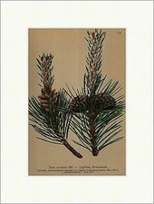 Legföhre, Krummholz Pinus