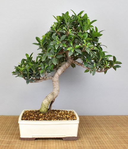 Bonsai indoor feige - indoor,,