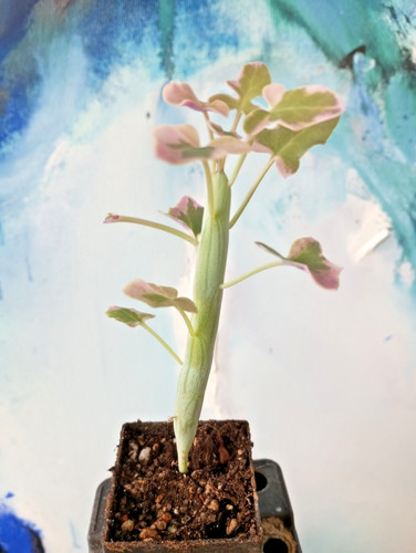 Senecio articulatus variegata