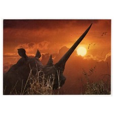AK Afrikanische Wildtiere / Breitmaulnashorn, Rhinozeros, bei Sonnenuntergang