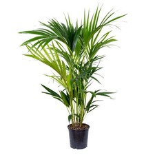 Bloomique howea forsteriana - bloomique,