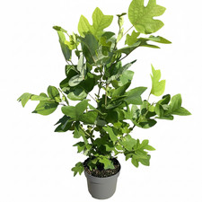 Liriodendron tulipifera