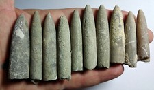 Belemniten aus Aachener Gegend