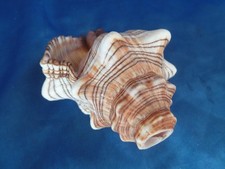 Muschelhorn trapezschnecke - muschelhorn,