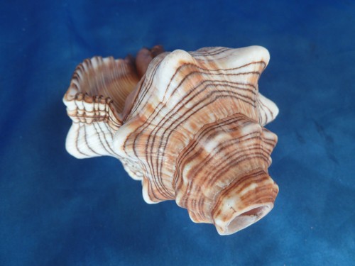 Muschelhorn trapezschnecke - muschelhorn,