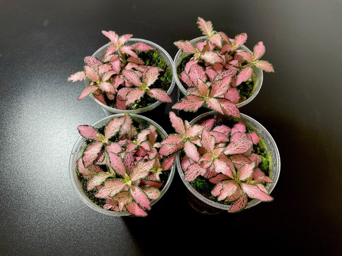 Fittonia mini pink - fittonia,