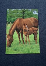 AK Pferdepostkarte Trakehner Stute mit Fohlen, Horse