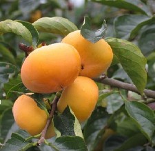 Winterharte kaki - 2,