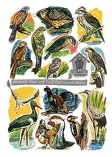 Alte Stammbuchbilder Glanzbilder Bogen 1150 Geschützte Raub-Großvögel... DDR Rar