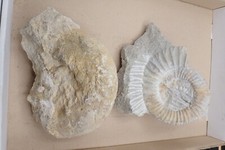 Konvolut Fossilien Ammonit Jura Versteinerungen C16