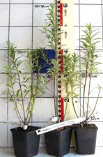 Sanddorn - selbstfruchtbare Sorte "Friesdorfer Orange", Zier- und Nutz-Pflanze