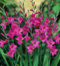 50 Winterharte Wild Gladiolen byzantinus Blumenzwiebeln Lieferbar ab 9.9.