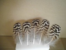 5  gestreifte Pfauenfedern,  16  cm, Basteln, Floristik