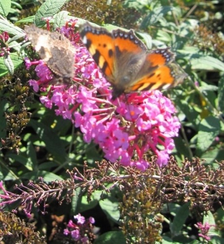 Sommerflieder pink spread - pink,