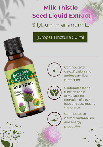 Mariendistel silybum marianum - mariendistel,