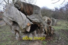 Foto 6x4 der - scole, drache
