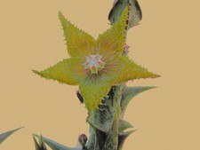 Orbea dummeri