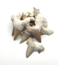 ✦ 3 - 4 cm Versteinerte