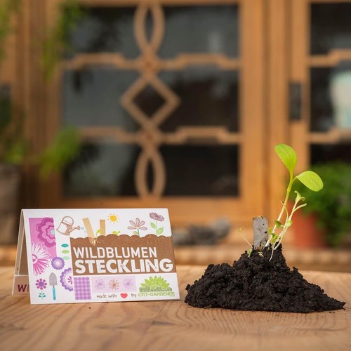 Steckling wildblumen - steckling,