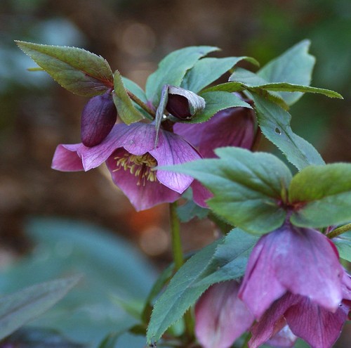 Christrose lenzrose red - christrose,