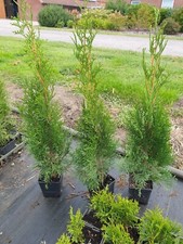 Lebensbaum Thuja occidentalis