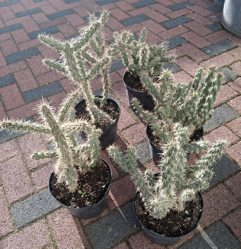 Cylindropuntia imbricata big