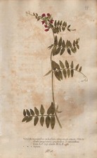 vetches Wicken Botanik