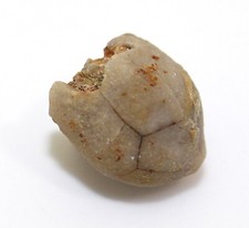 Crinoide,Seelilie, Hybocrinus