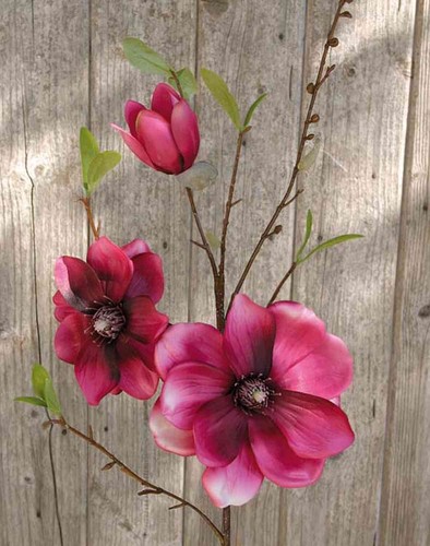 Artplants magnolienzweig - artplants,