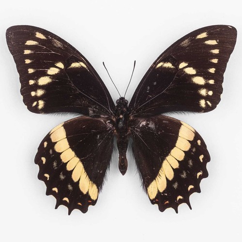 Papilio menatius cleotas - menatius,