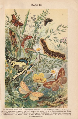 Schmetterlinge raupen gräser - schmetterlinge,