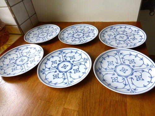 Winterling indisch blau - indisch,