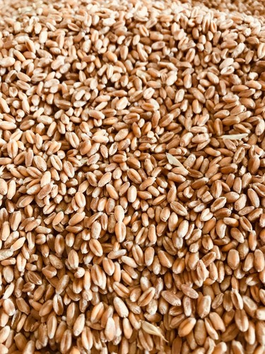 25kg weizen aktuelle ernte - aktuelle,